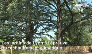 Les jardins de Lyon à l'épreuve du réchauffement climatique