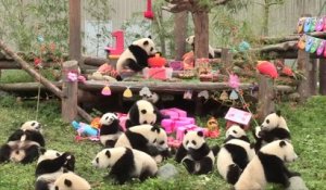 18 bébés pandas d'une réserve naturelle chinoise fêtent leur tout premier anniversaire