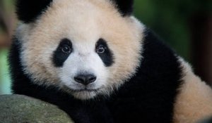 Les pandas sont-ils toujours noirs et blancs ?