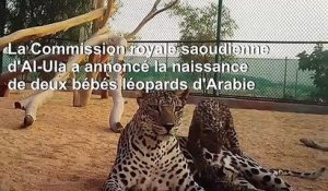 Arabie saoudite: naissance de deux bébés léopards d'Arabie