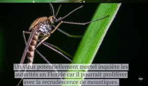 Les moustiques propagent une grave maladie en Floride