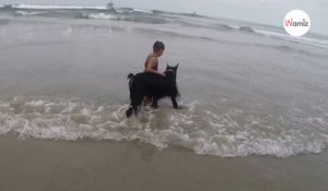 Un chien géant bondit sur une fillette qui joue dans l’eau et….
