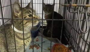 Aux États-Unis, une ville propose de payer ses contraventions en nourrissant les chats abandonnés dans un refuge