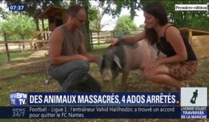 16 animaux tués dans une ferme pédagogique, 4 ados arrêtés: ce que l'on sait de ce drame dans l'Aube