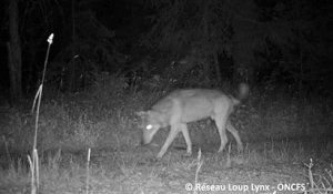 Un loup filmé près de Chaux-Neuve dans le Haut-Doubs