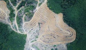 En juillet, la déforestation au Brésil a explosé par rapport à 2018