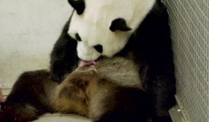 Deux bébés pandas nés à Pairi Daiza