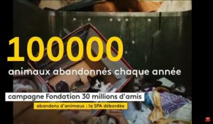 Abandon d'animaux en France  : "We are the champion"