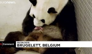 Naissance rarissime de jumeaux pandas géants dans un zoo belge