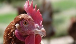 Cet éleveur propose 3 000 poules à l'adoption pour leur éviter l'abattoir