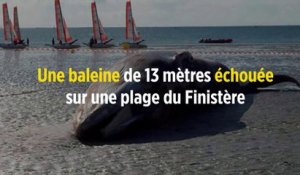Une baleine de 13 mètres échouée sur une plage du Finistère