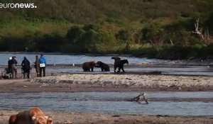 Russie : des ours s'aventurent dans un circuit touristique pour trouver à manger