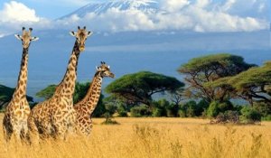 Les girafes sont désormais menacées d'une extinction « silencieuse » en Afrique !