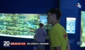 Aquarium de La Rochelle  : 40 nouvelles recrues pour la période estivale