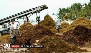 Mexique : des tonnes d'algues sargasses envahissent les côtes du pays