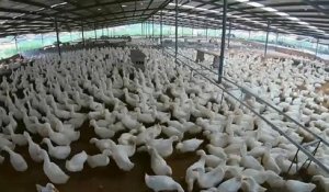 En Chine, le marché de la volaille profite de la fièvre porcine africaine