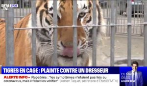 Tigres en cage: une association de défense des animaux porte plainte contre un dresseur
