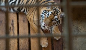 Une association dénonce les mauvais traitements infligés par un dresseur à 9 tigres, détenus dans des « conditions illégales »