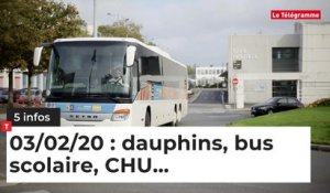 Dauphins, bus scolaire, CHU... Cinq infos bretonnes du 03 février