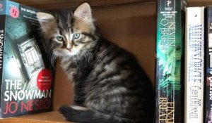 Au Canada, cette libraire recueille des chatons abandonnés pour permettre leur adoption
