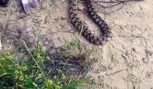 Un serpent trop gourmand essaie de manger un gros poisson chat...