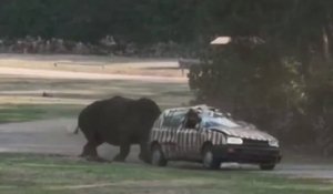 Un rhinocéros s'en prend à la voiture d'une gardienne d’un zoo