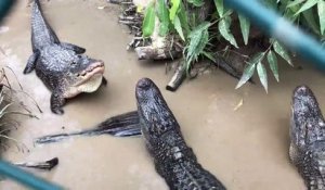 Ecoutez le bruit que font ces alligator pour nous intimider... Terrifiant