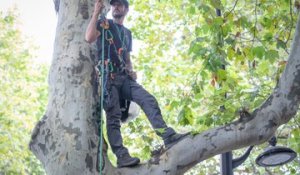 Paris : un militant écolo perché en haut d’un arbre devant le ministère