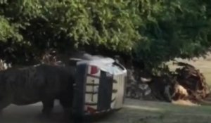 Un rhinocéros charge et défonce une voiture dans un zoo