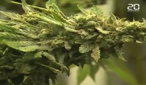 Cannabis : Les Pays-Bas vont légaliser la production