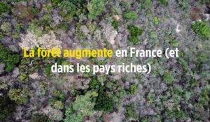 La forêt augmente en France (et dans les pays riches)