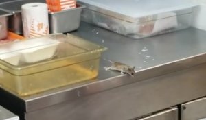 Une souris saute dans une friteuse chaude dans un restaurant