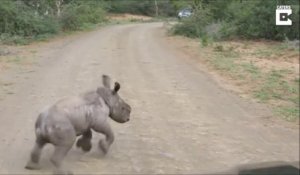 Un bébé rhinocéros adorable se prend pour un dur et charge une voiture