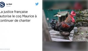 Le coq Maurice peut continuer de chanter en toute liberté sur l’île d’Oléron, a tranché la justice