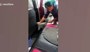 Serpent caché dans une voiture de location : vacances en thailande !