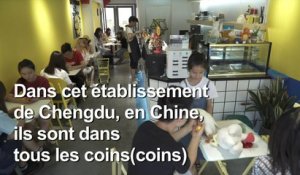 Chine: après les chats, voilà les bars... à canards