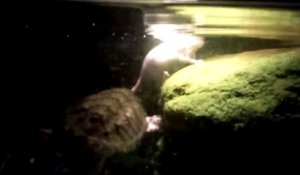 Cette tortue serpentine mange... des souris