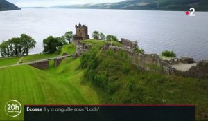 Écosse : d'après l'ADN, le monstre du Loch Ness pourrait être une anguille