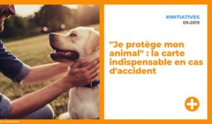 "Je protège mon animal" : la carte indispensable en cas d'accident