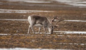 A Longyearbyen, aux avant postes du réchauffement climatique