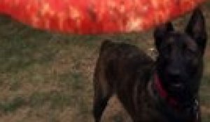 Un chien attrape des frisbee en vol (USA)