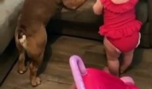 Mignon Ou Terrifiant Ce Bebe Qui Joue Sur Ce Gros Chien Sur Orange Videos