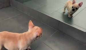 Ce chiot joue avec son reflet dans le miroir !