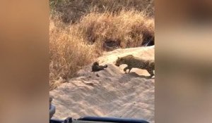 Une mère léopard s'occupe de ses petits sous le regard amusé des touristes !