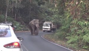Un éléphant bloque la route en Inde... Impressionnant