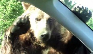 Un énorme grizzly s'en prend à une voiture au parc de Yellowstone