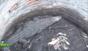 Ils trouvent un crocodile coincé au fond d'un puits et tentent de l'en sortir
