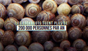 Les escargots tuent plus de 200 000 personnes par an