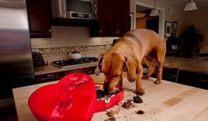 Le chocolat mauvais pour la santé du chien : mythe ou réalité ?