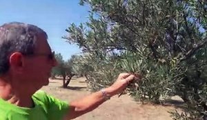 La sécheresse affecte la production d'olives